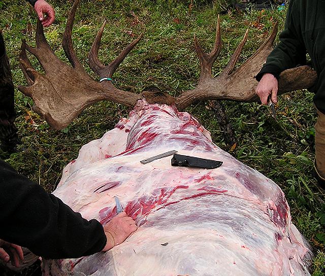 Skinning a moose